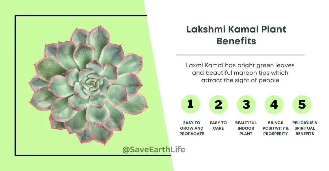 Benefits of Lakshmi - Laxmi Kamal Plant