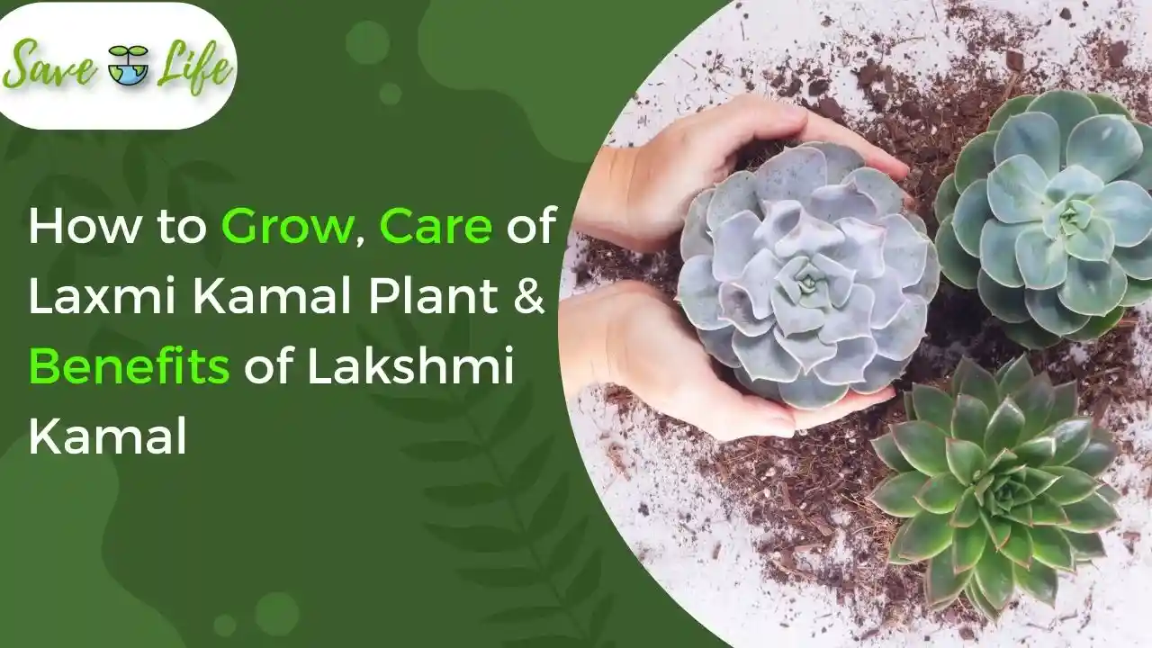 Laxmi Kamal Plant Benefits in Hindi