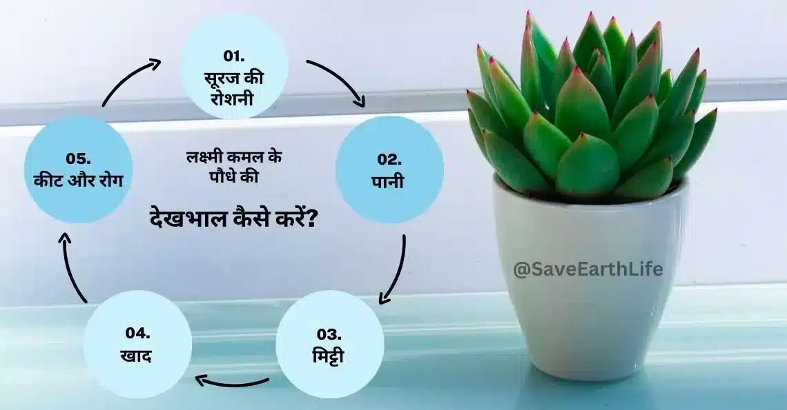 Care of Lakshmi Kamal Plant in Hindi