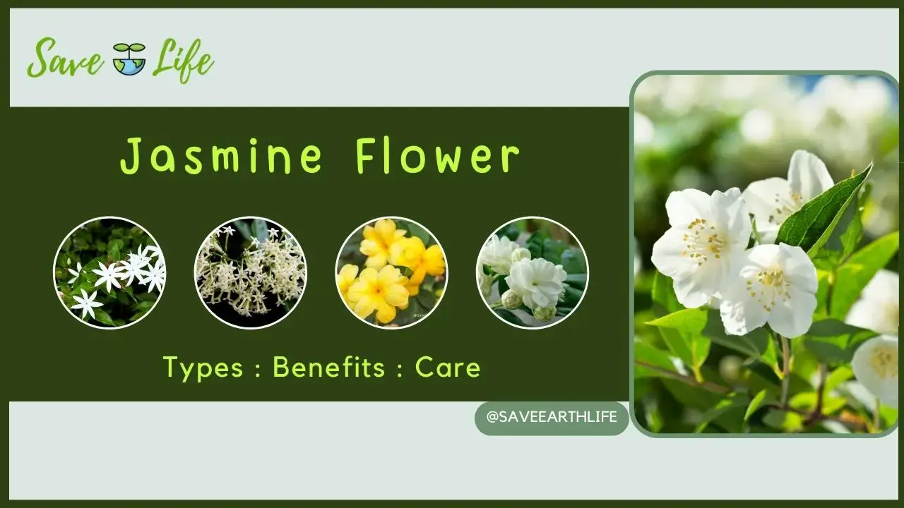 Jasmine Flower Plant
