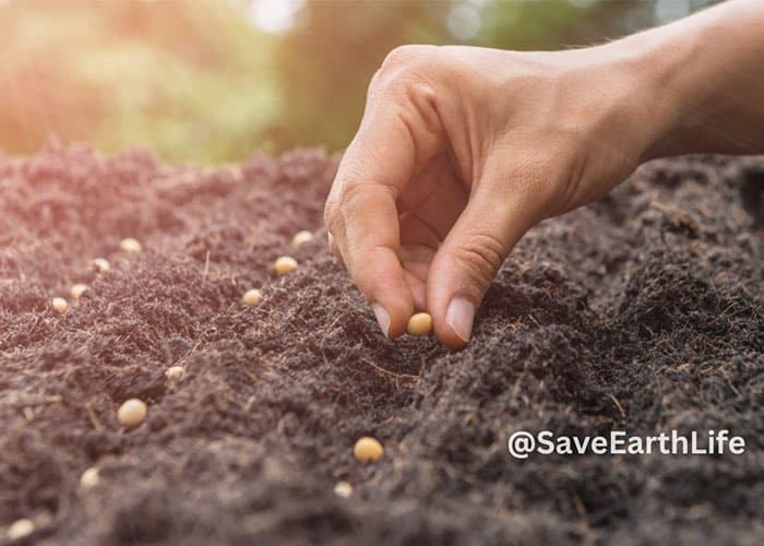 shami plant seeds