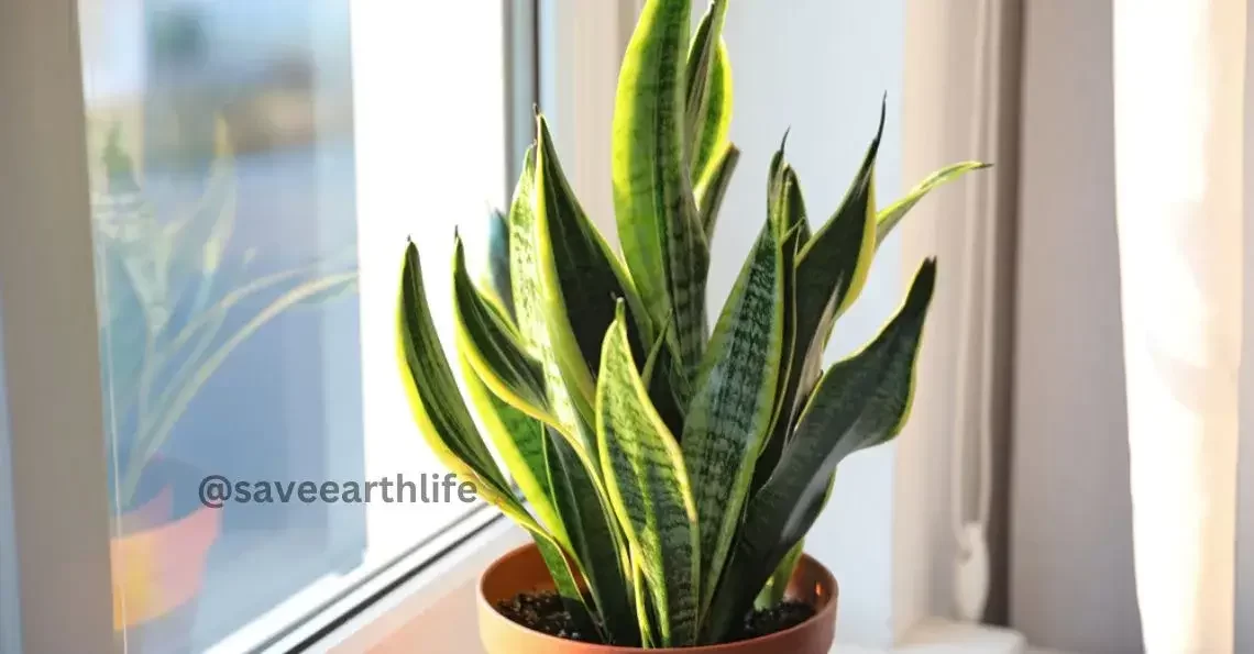 Improve Indoor Air Quality with Air Purifier Plants in India