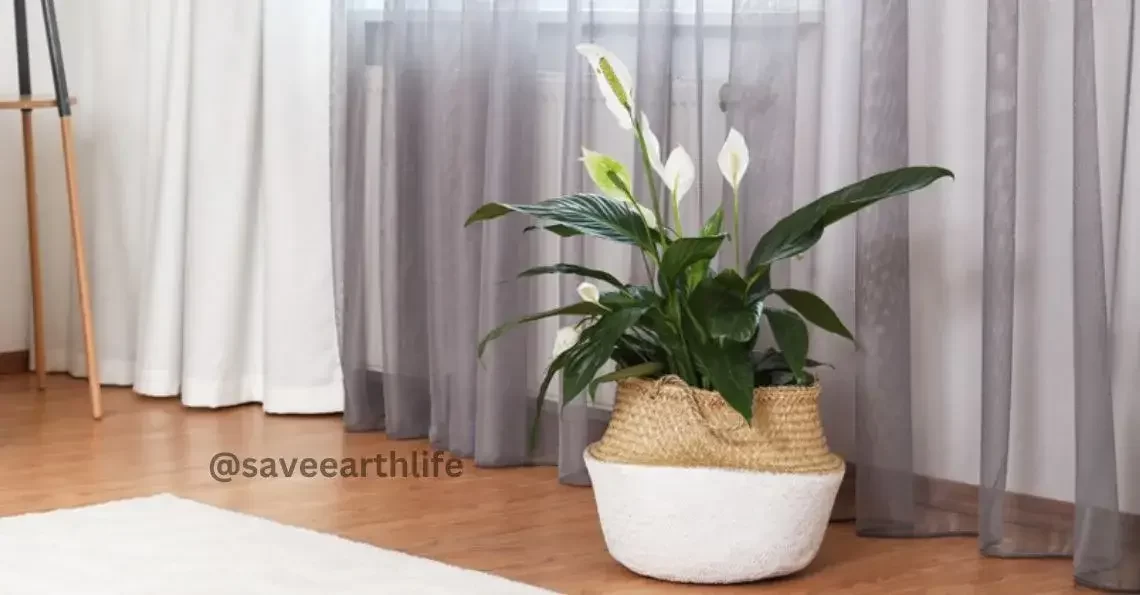 Improve Indoor Air Quality with Air Purifier Plants in India