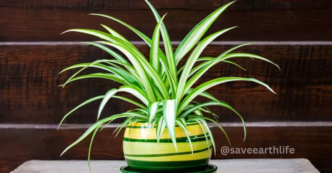 Improve Indoor Air Quality with Air Purifier Plants in India