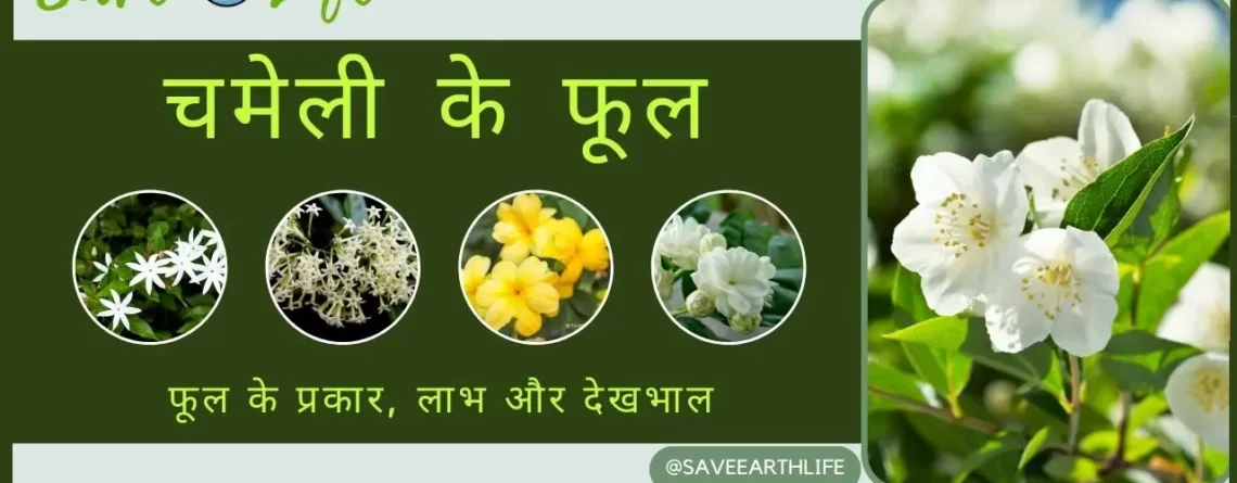 Chameli Ka Phool - Jasmine Flower in Hindi