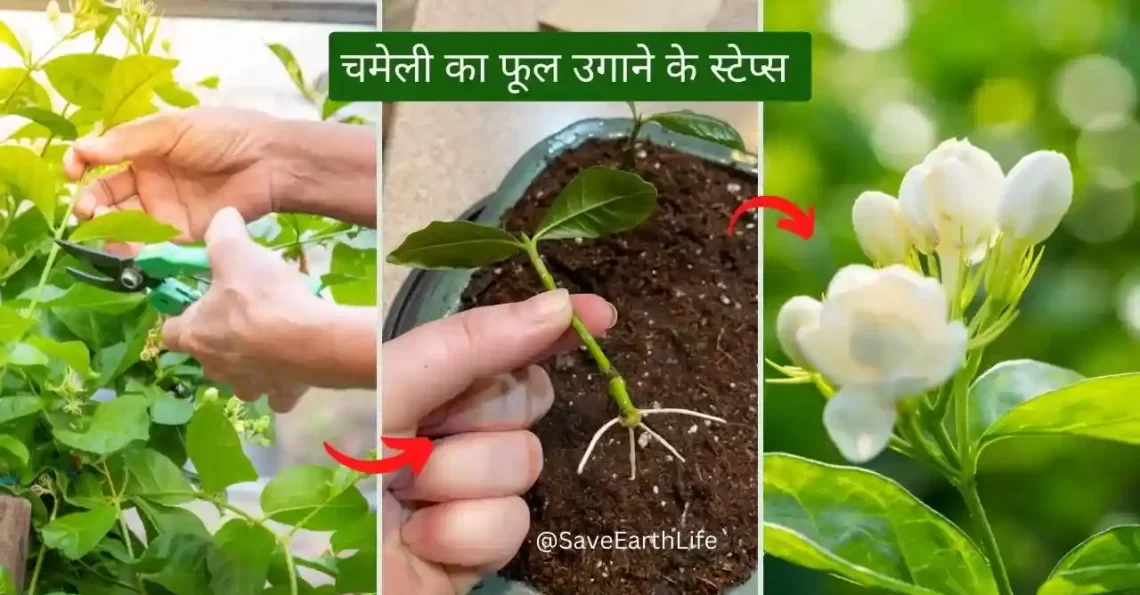 How to Grow Jasmine Flower in Hindi