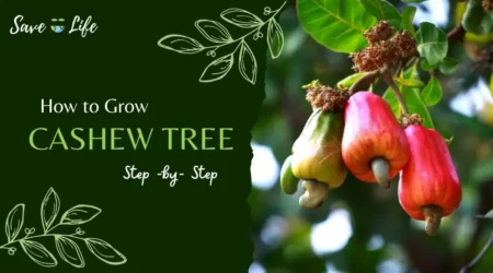 how to grow kaju tree