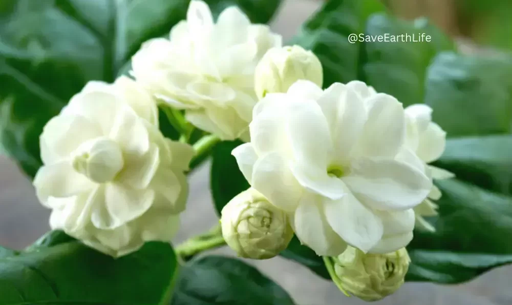 Arabian Jasmine Flower