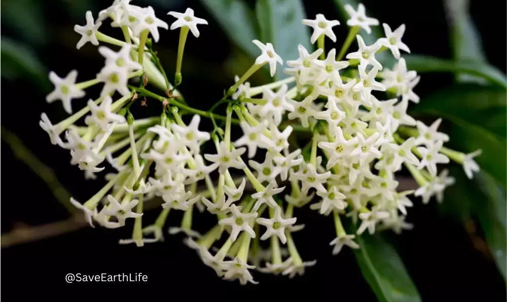 Night Blooming Jasmine