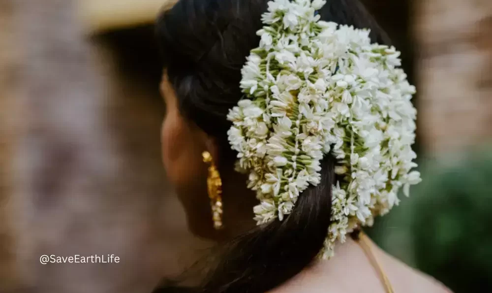 Ornaments of Jasmin Flower