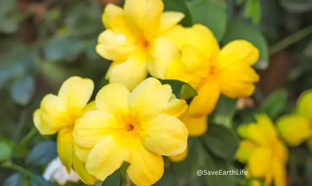 Primrose Jasmine (Jasminum Mesnyi)