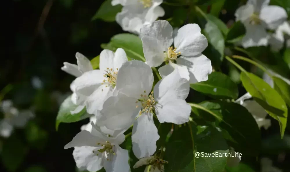 Royal Jasmine (Jasminum grandiflorum)