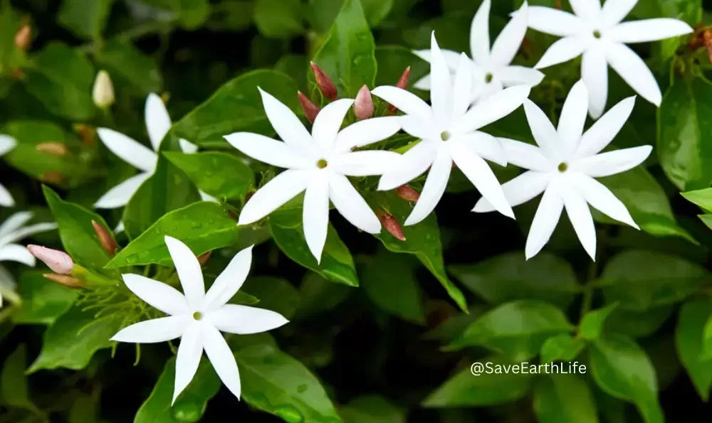 Star Jasmine flower