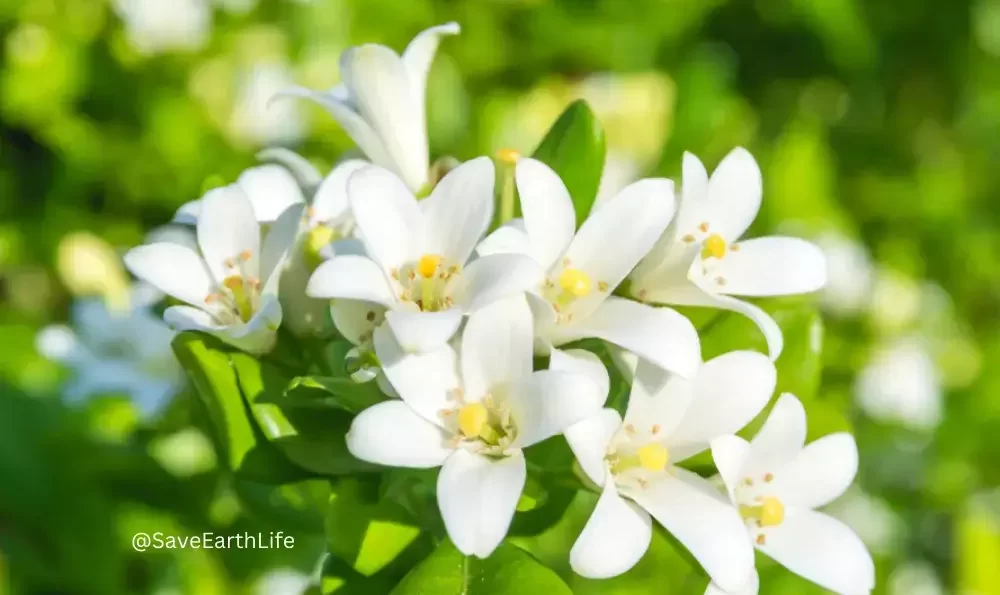 White Jasmine flower