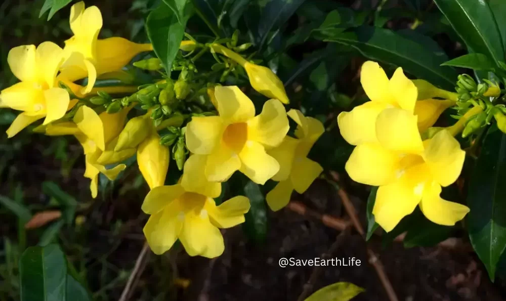 Wild Jasmine flower