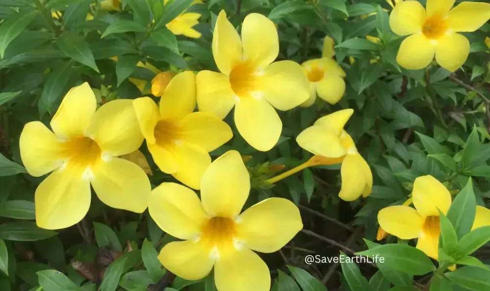 Yellow Jasmine flower