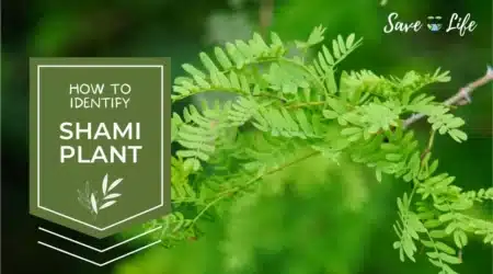 How to Identify Shami Plant