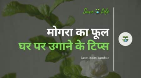 Mogra Flower in Hindi - Mogra Ka Phool Kaisa Hota Hai