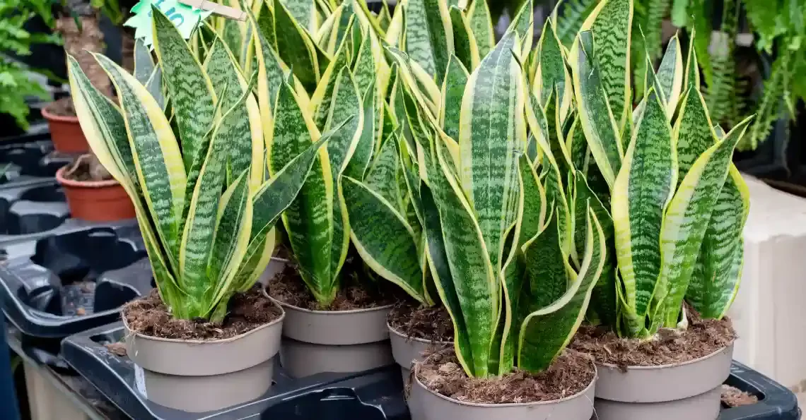 Snake Plant in Hindi