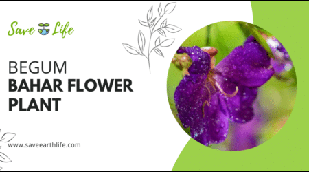 Begum Bahar Flower Plant
