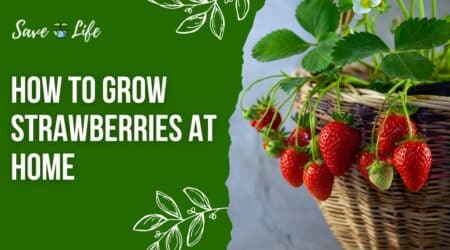 how to grow strawberries at home in India