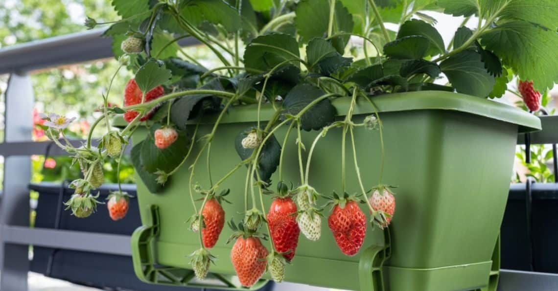 Strawberry plantation at home