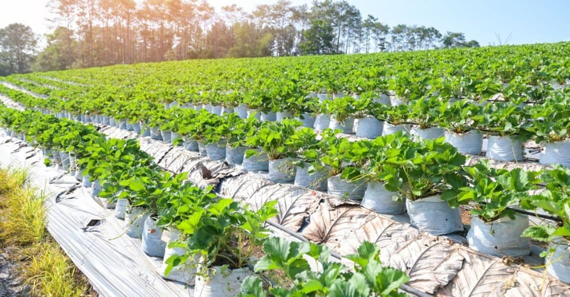 Strawberry plant farm in India