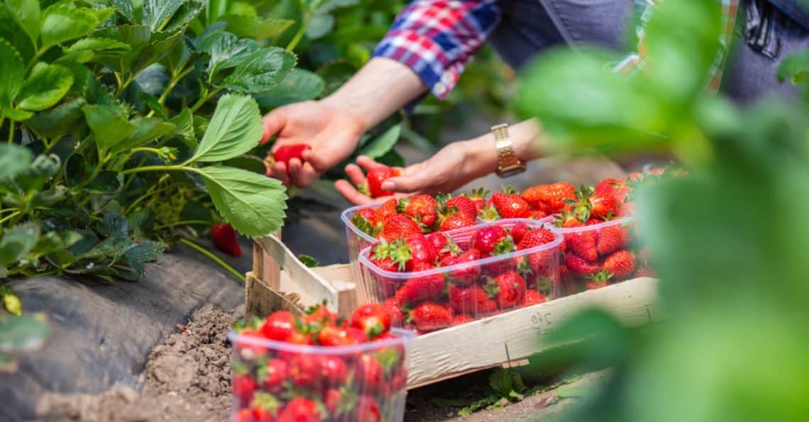 A Step-by-Step Guide to Growing Delicious Strawberries at Home in India