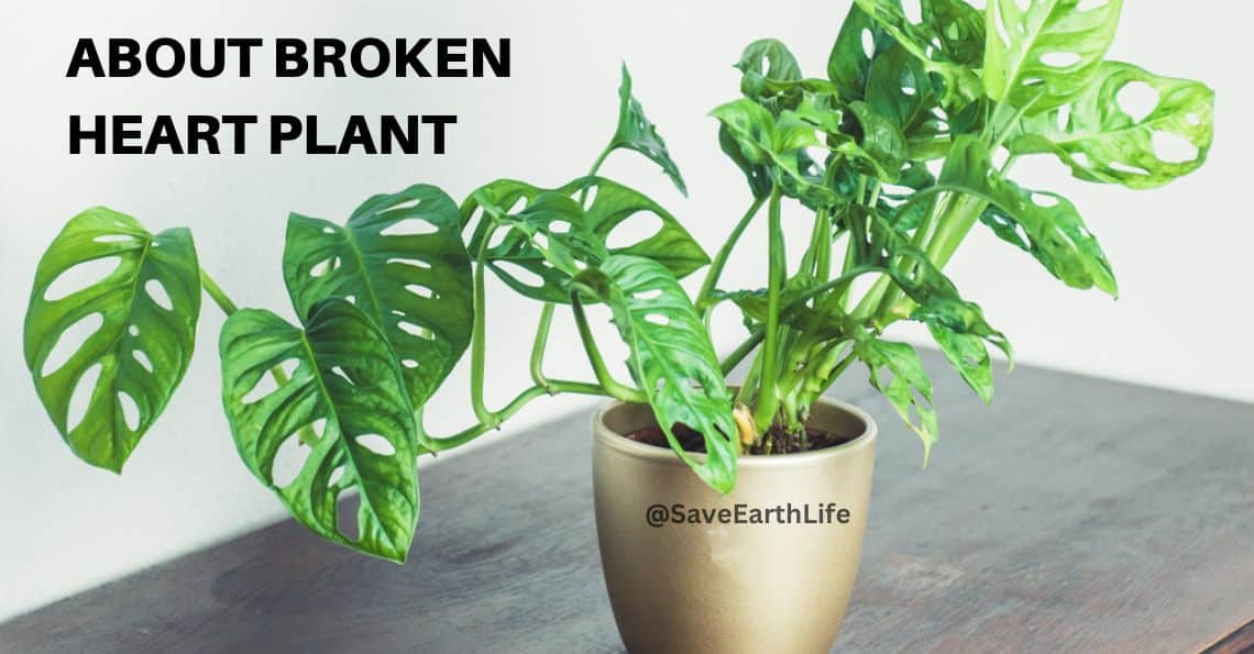 About Broken Heart Plant