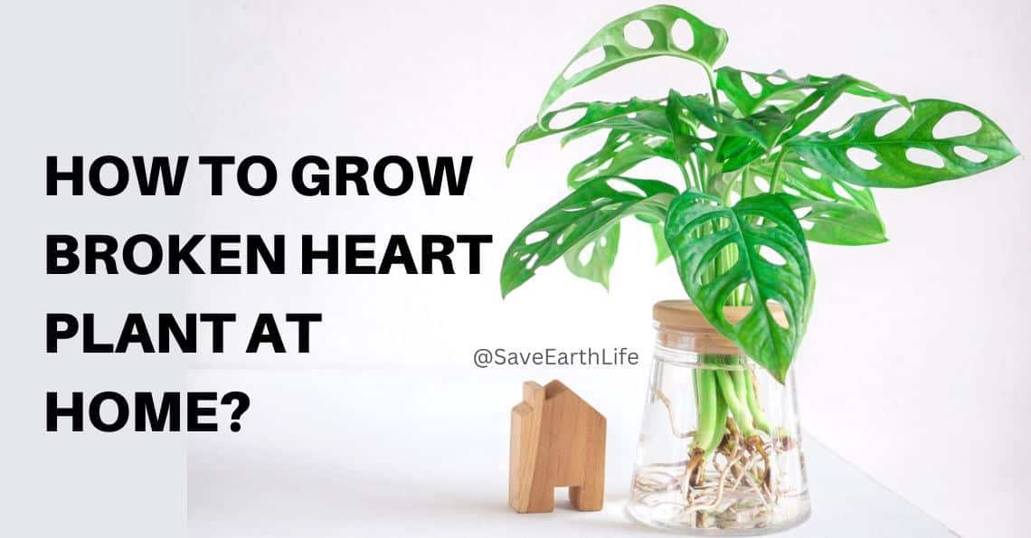 How to Grow Broken Heart Plant at Home