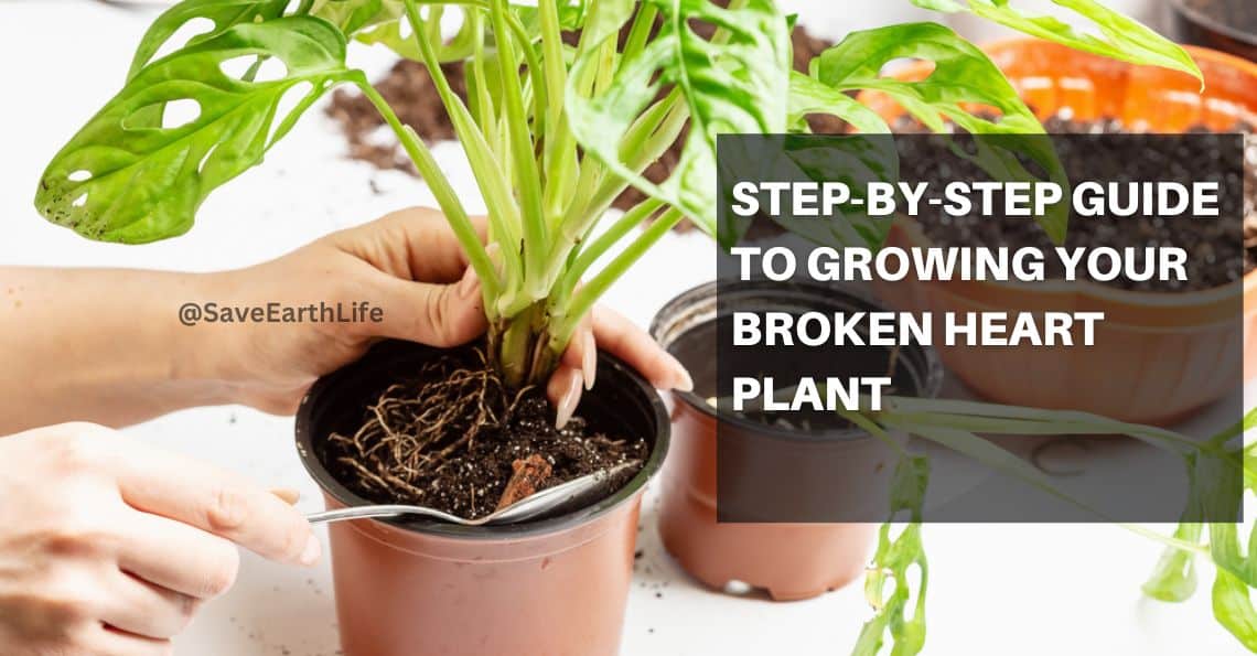 Step-by-Step Guide to Growing Your Broken Heart Plant