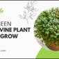 Evergreen Turtle Vine plant