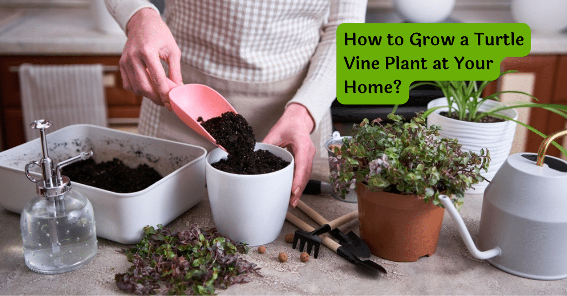 Turtle Vine Plant Care, Grow Guide: Tips for Healthy Indoor Plants