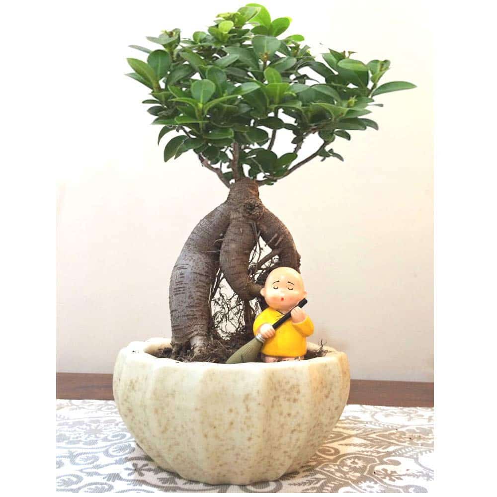bonsai lucky plant for office desk