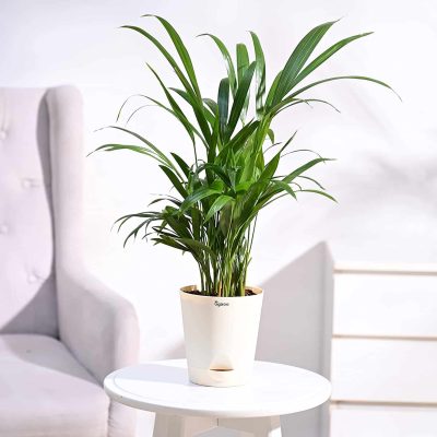areca palm lucky plant for office desk