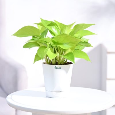 money plant For Office Desk