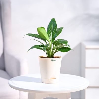 peace lily lucky plant for office desk