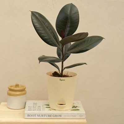 rubber plant for office desk